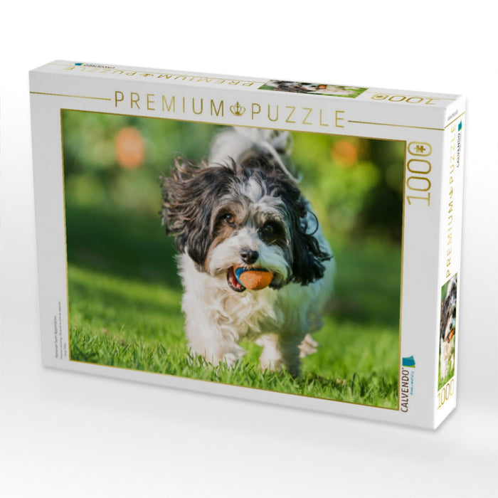 Havanser beim Apportieren - CALVENDO Foto-Puzzle'