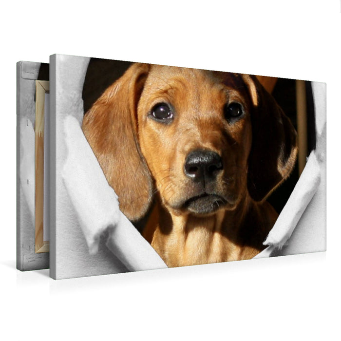 Premium Textil-Leinwand Rhodesian Ridgeback - eine Liebe fürs Leben -