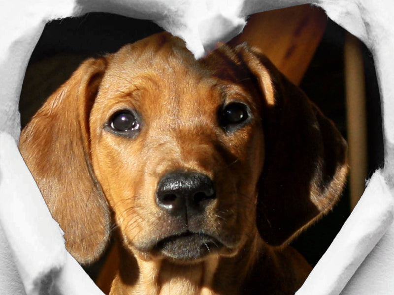 Rhodesian Ridgeback - eine Liebe fürs Leben - 1000 Teile Puzzle quer - CALVENDO Foto-Puzzle'