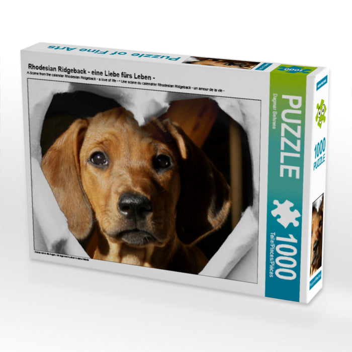Rhodesian Ridgeback - eine Liebe fürs Leben - 1000 Teile Puzzle quer - CALVENDO Foto-Puzzle'