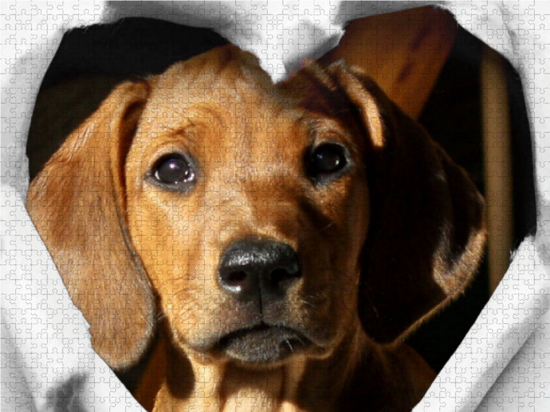 Rhodesian Ridgeback - eine Liebe fürs Leben - 1000 Teile Puzzle quer - CALVENDO Foto-Puzzle'