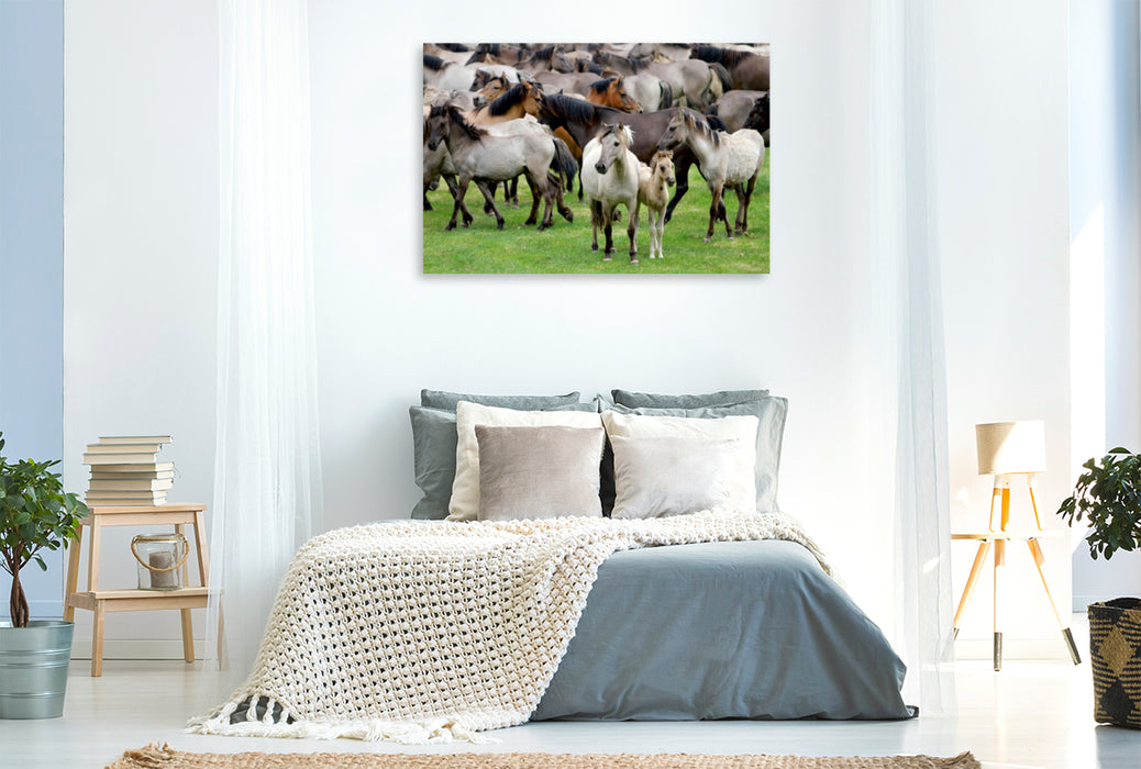 Premium Textil-Leinwand Premium Textil-Leinwand 120 cm x 80 cm quer Dülmener Wildpferde mit Stute und Fohlen