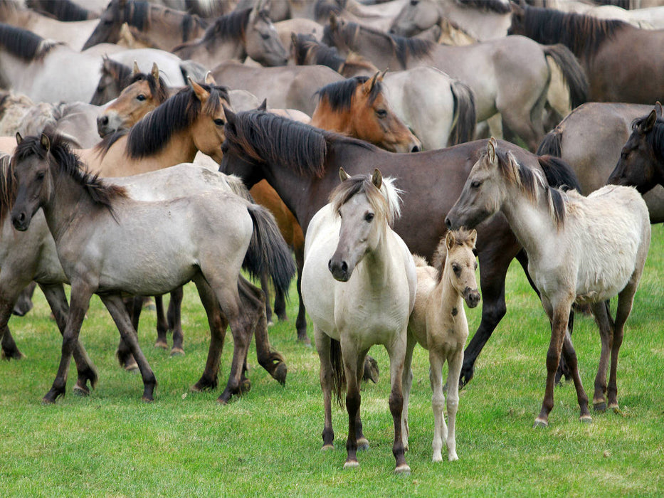 Dülmener Wildpferde mit Stute und Fohlen - CALVENDO Foto-Puzzle'
