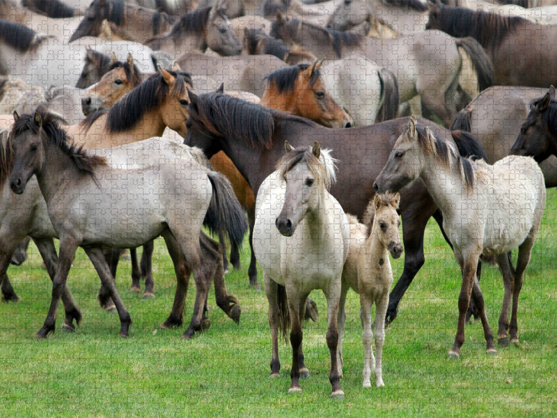 Dülmener Wildpferde mit Stute und Fohlen - CALVENDO Foto-Puzzle'