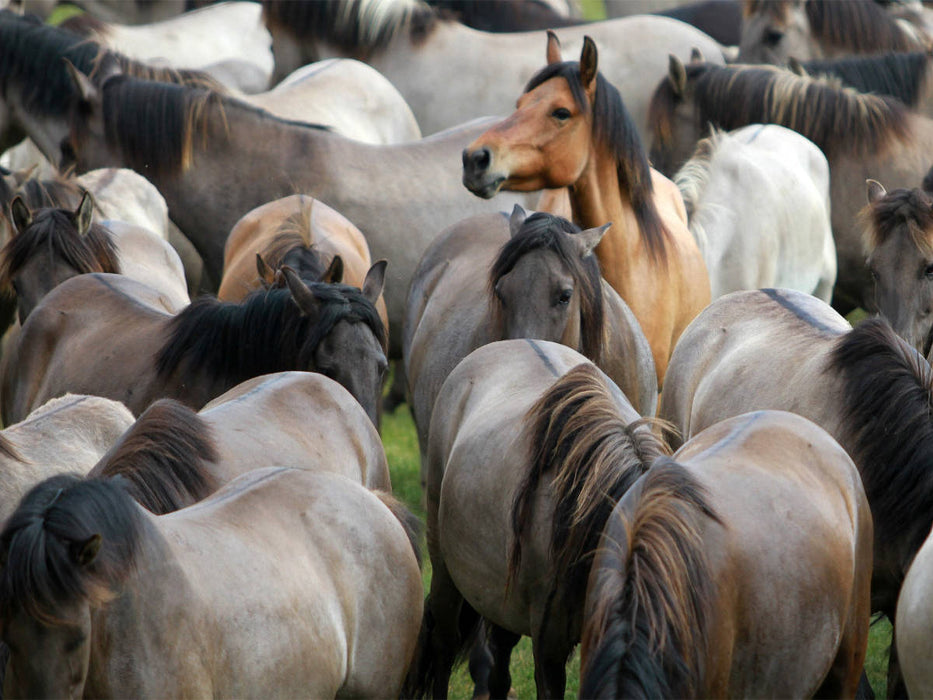 Alles im Blick - Dülmener Wildpferde - CALVENDO Foto-Puzzle'