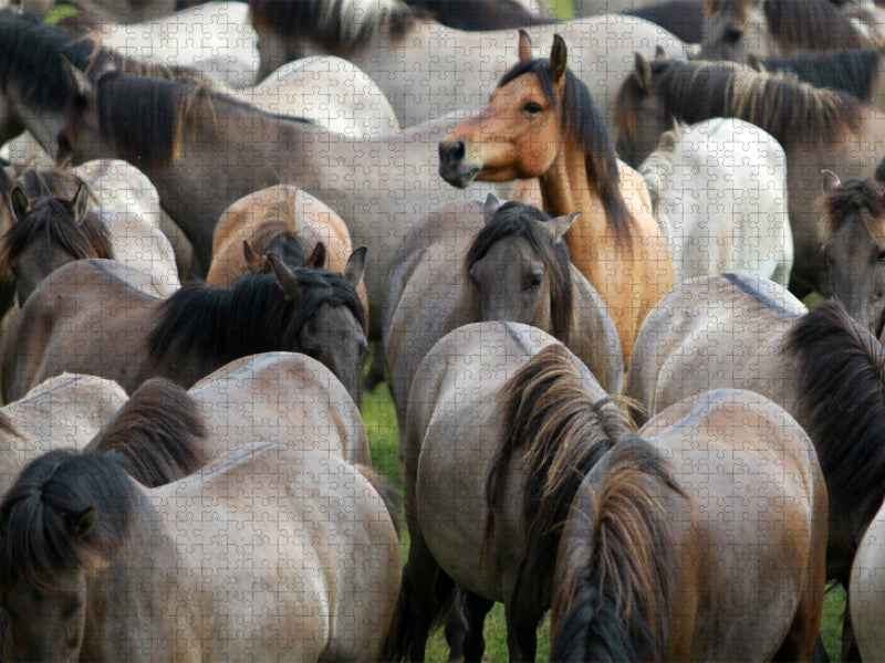 Alles im Blick - Dülmener Wildpferde - CALVENDO Foto-Puzzle'