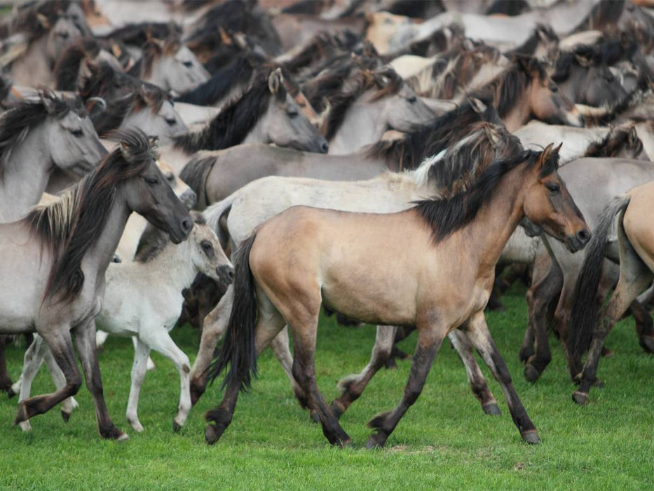 Dülmener Wildpferde - CALVENDO Foto-Puzzle'