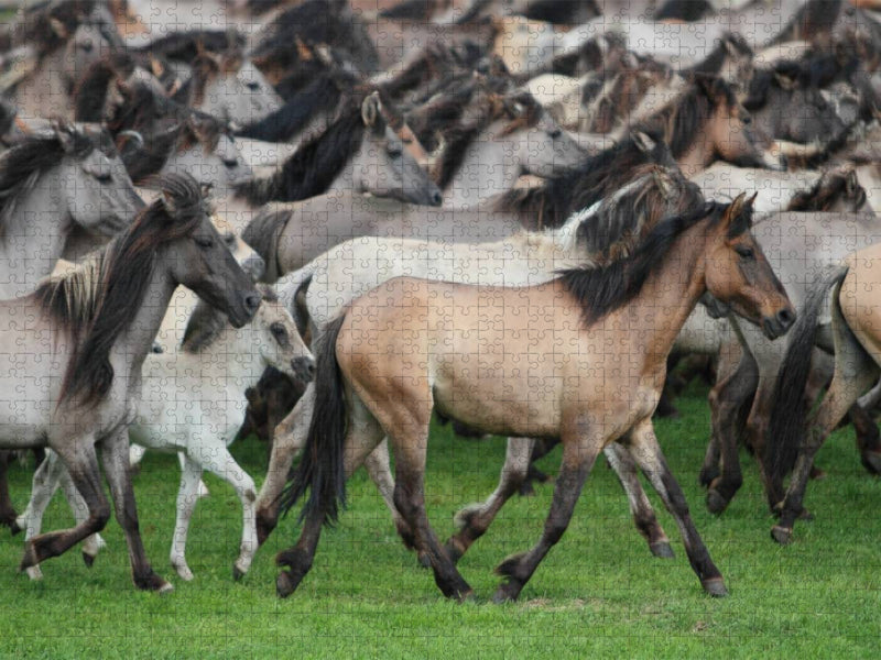 Dülmener Wildpferde - CALVENDO Foto-Puzzle'