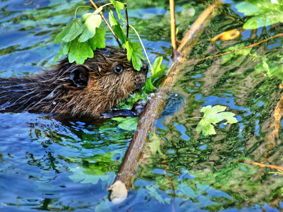 Junger Biber beim Dinner - CALVENDO Foto-Puzzle'