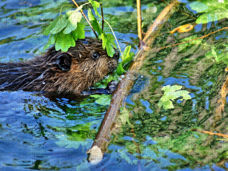 Junger Biber beim Dinner - CALVENDO Foto-Puzzle'