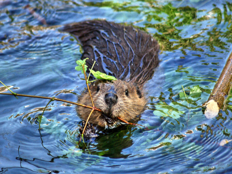 Biber Snack - CALVENDO Foto-Puzzle'