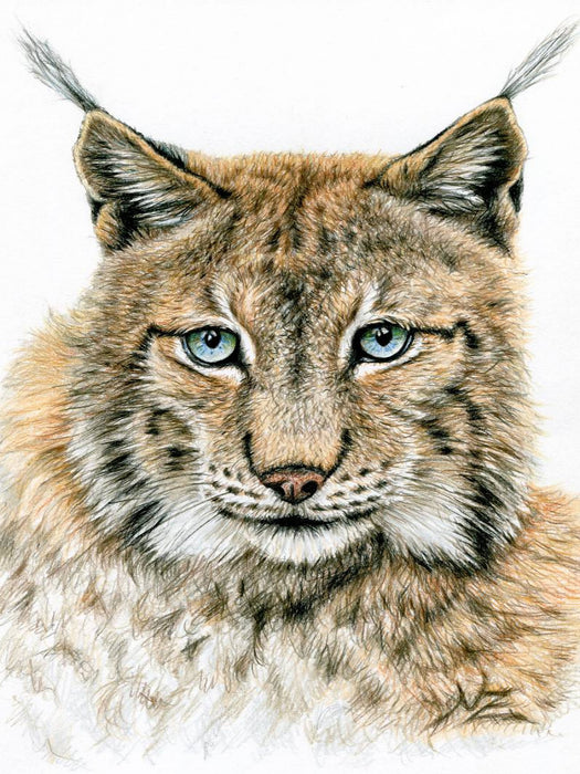 Der Eurasische Luchs - CALVENDO Foto-Puzzle'