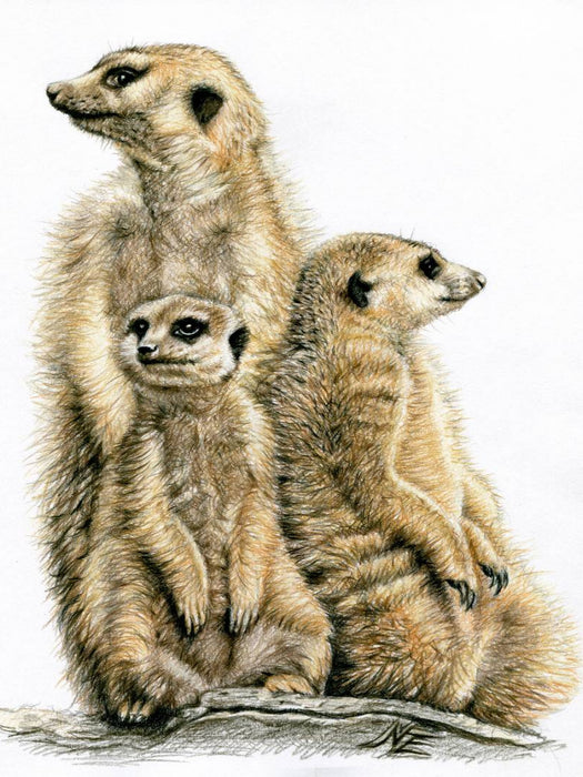Erdmännchen bei der Wache - CALVENDO Foto-Puzzle'