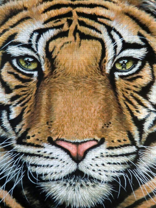 Tiger's Last Roar - CALVENDO Foto-Puzzle'