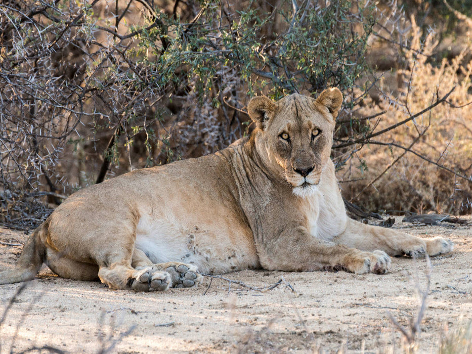 Old lioness at Leeubron, Etosha - CALVENDO photo puzzle 
