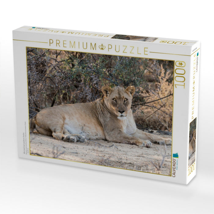 Old lioness at Leeubron, Etosha - CALVENDO photo puzzle 