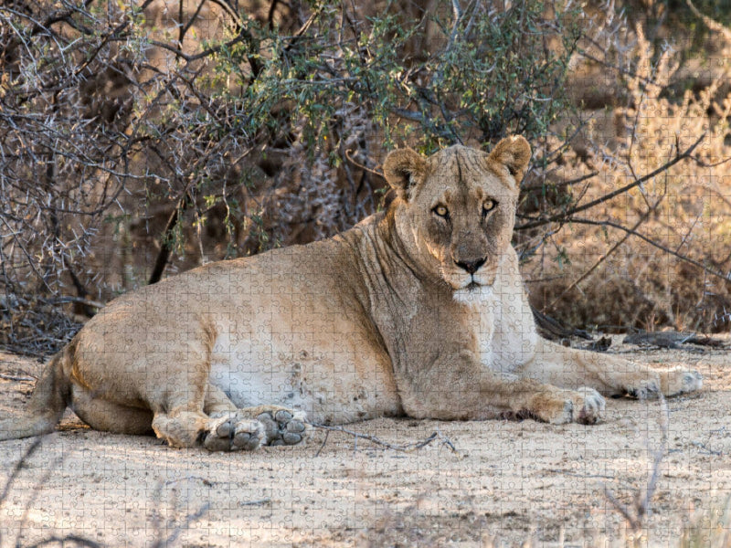 Old lioness at Leeubron, Etosha - CALVENDO photo puzzle 