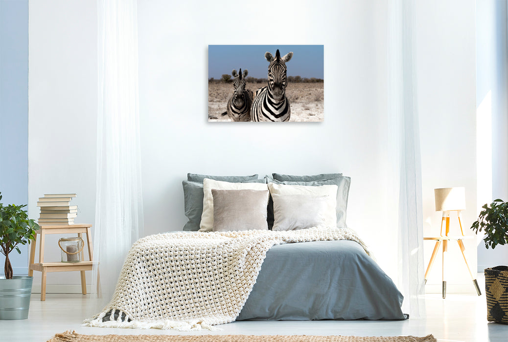 Premium Textil-Leinwand Premium Textil-Leinwand 120 cm x 80 cm quer Zebrapärchen bei Rietfontein, Etosha