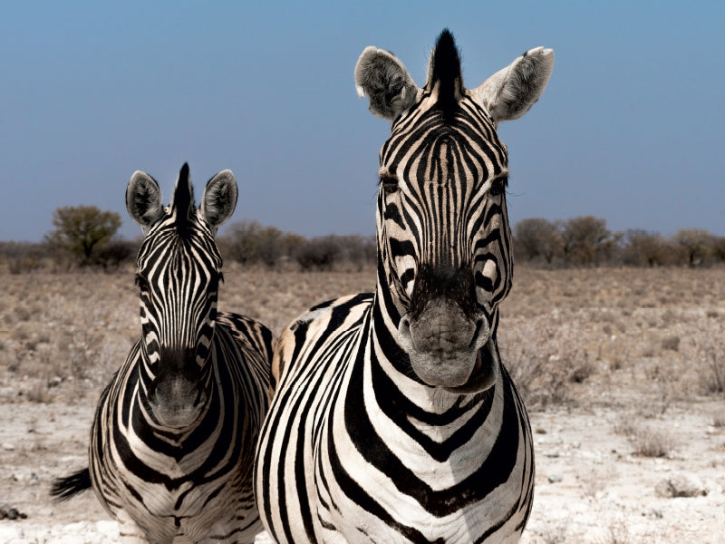 Zebrapärchen bei Rietfontein, Etosha 1000 Teile Puzzle quer - CALVENDO Foto-Puzzle'