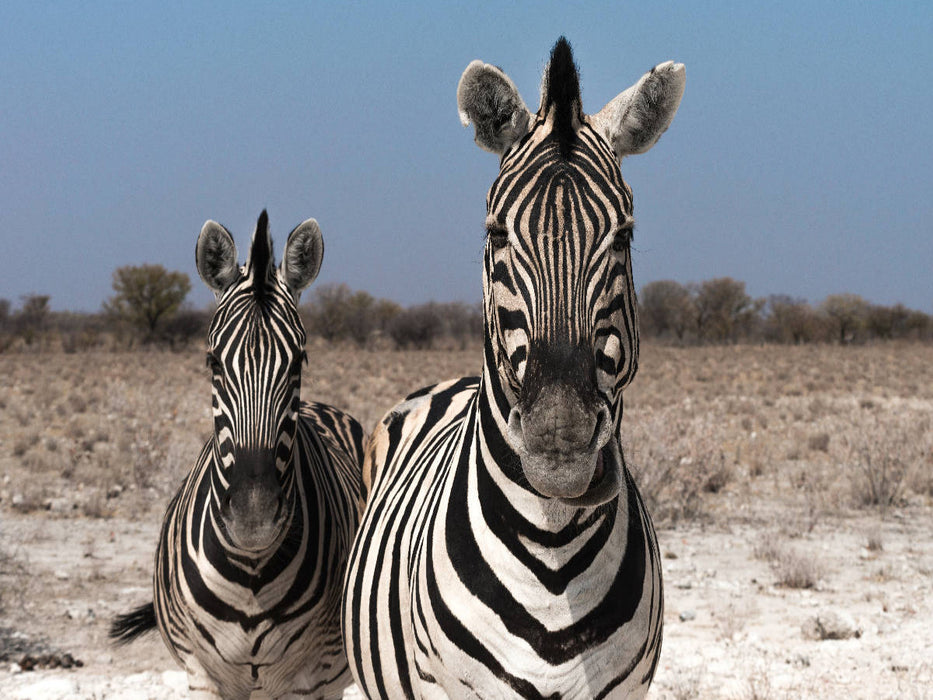 Zebrapärchen bei Rietfontein, Etosha - CALVENDO Foto-Puzzle'