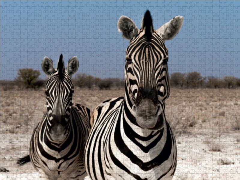 Zebrapärchen bei Rietfontein, Etosha 1000 Teile Puzzle quer - CALVENDO Foto-Puzzle'