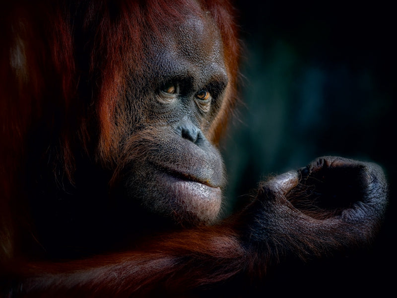 Orang-outan - Puzzle photo CALVENDO 
