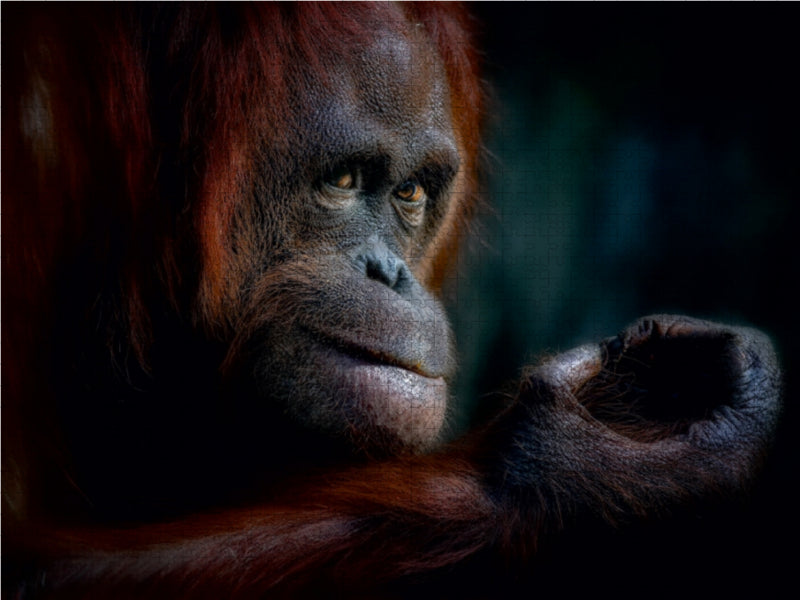 Orang-outan - Puzzle photo CALVENDO 
