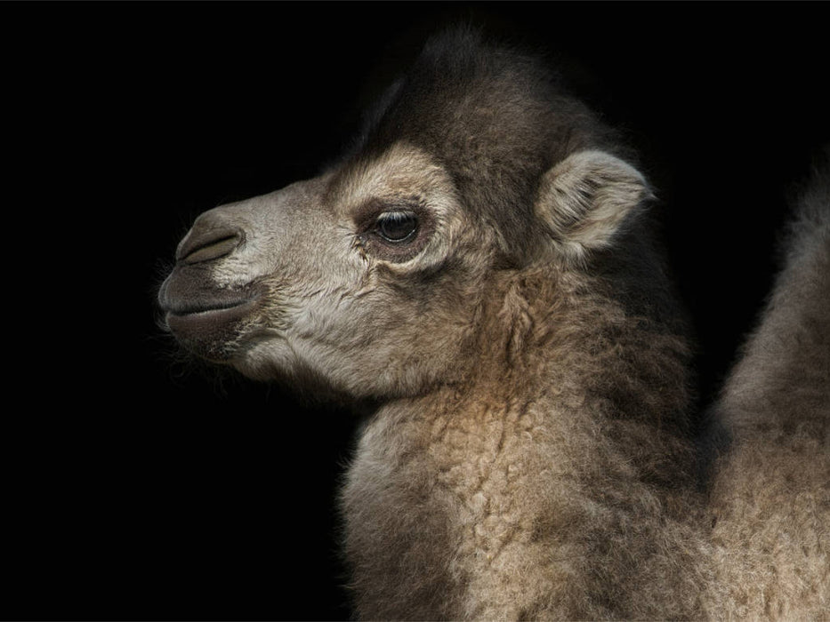Camel - CALVENDO photo puzzle 