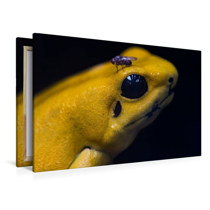 Premium Textil-Leinwand Schrecklicher Pfeilgiftfrosch