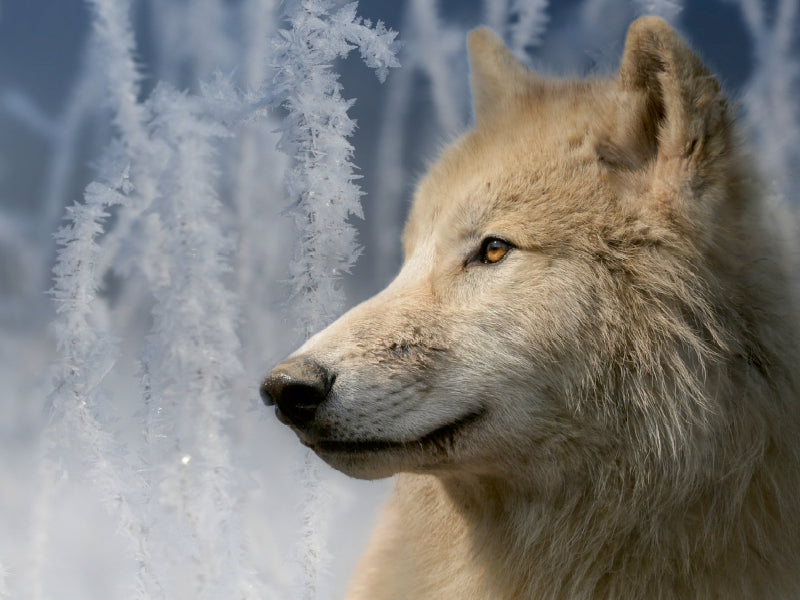 Polarwolf 1000 Teile Puzzle quer - CALVENDO Foto-Puzzle'