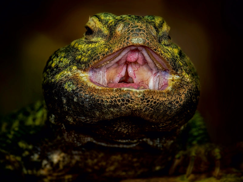 Thorny-tailed Dragon - CALVENDO photo puzzle