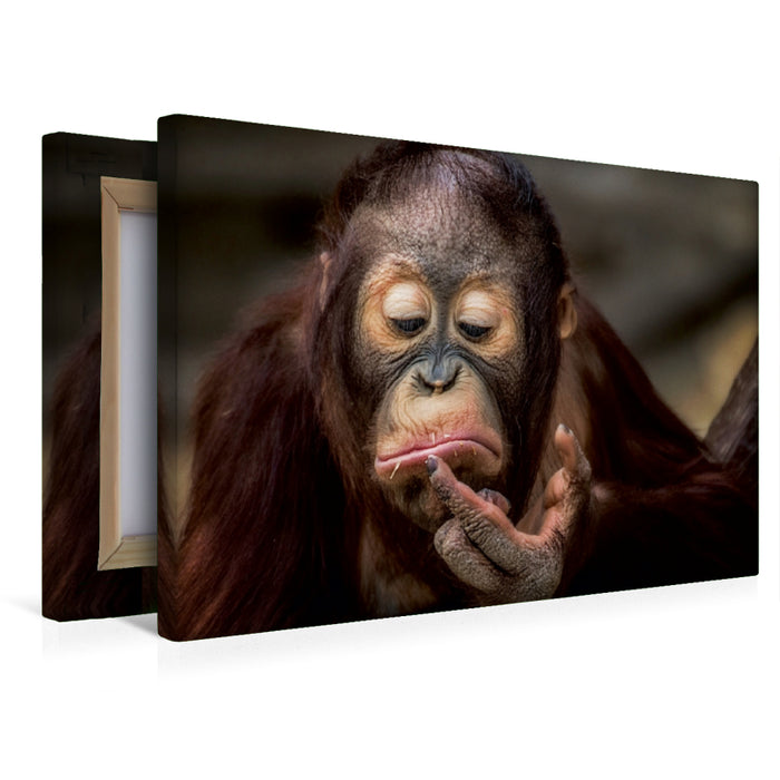 Premium Textil-Leinwand Junger Orang Utan