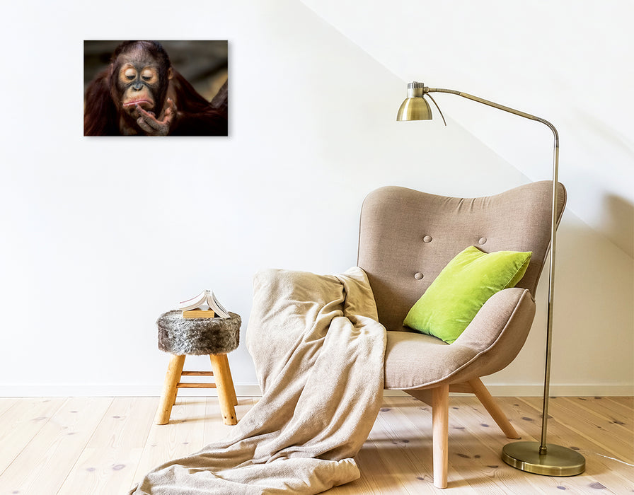 Premium Textil-Leinwand Junger Orang Utan