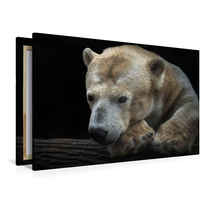 Premium Textil-Leinwand Eisbär