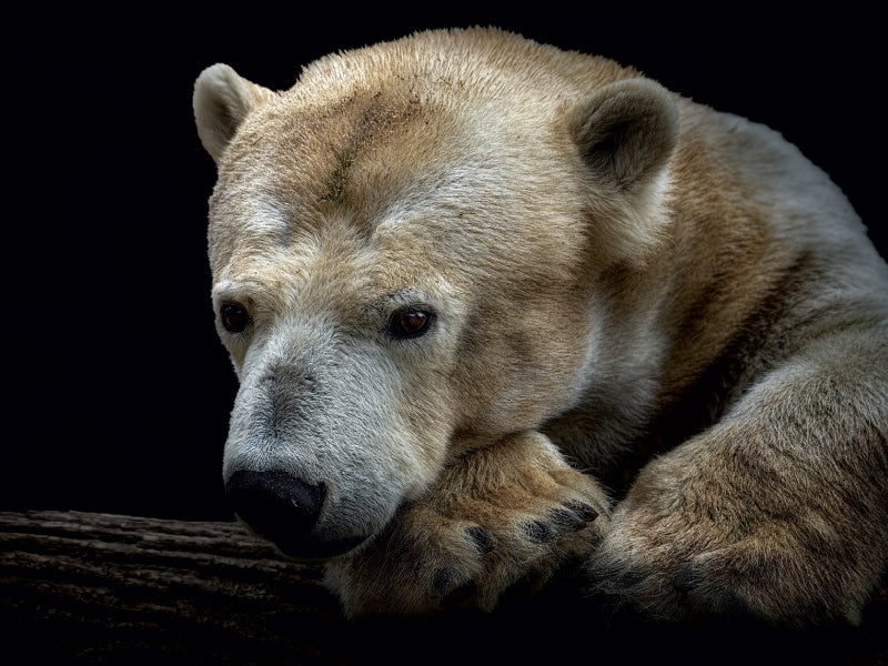 Eisbär 1000 Teile Puzzle quer - CALVENDO Foto-Puzzle'