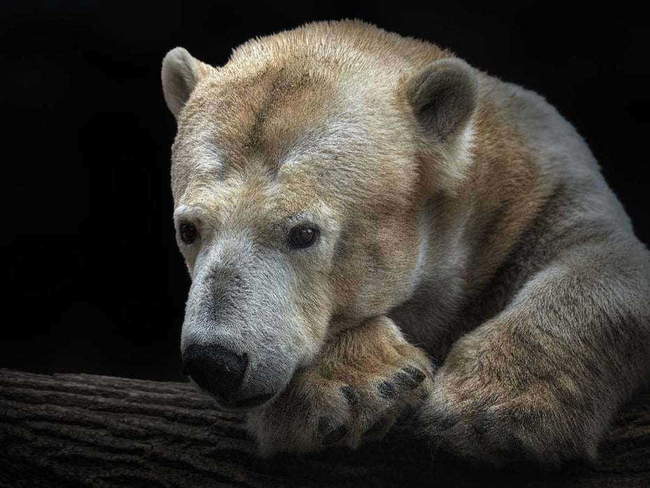 Eisbär - CALVENDO Foto-Puzzle'