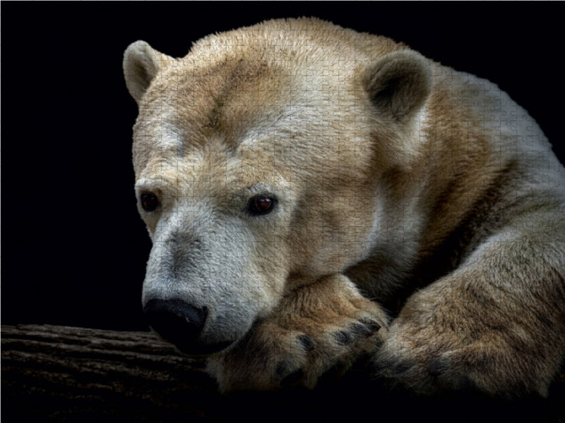 Eisbär 1000 Teile Puzzle quer - CALVENDO Foto-Puzzle'