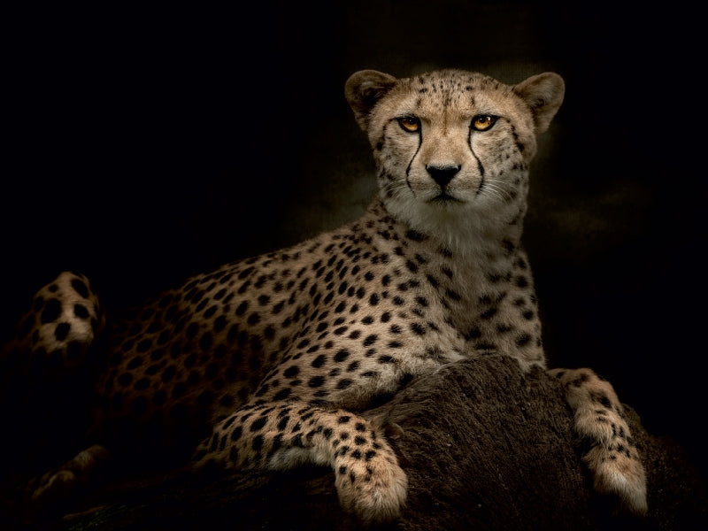 Cheetah - CALVENDO photo puzzle 