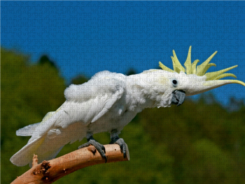 Gelbhaubenkakadu auf einem Ast 1000 Teile Puzzle quer - CALVENDO Foto-Puzzle'