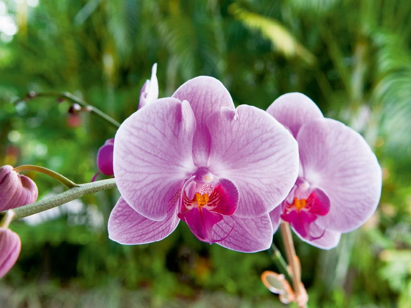 Orchidee Phalaenopsis Pink 1000 Teile Puzzle quer - CALVENDO Foto-Puzzle'