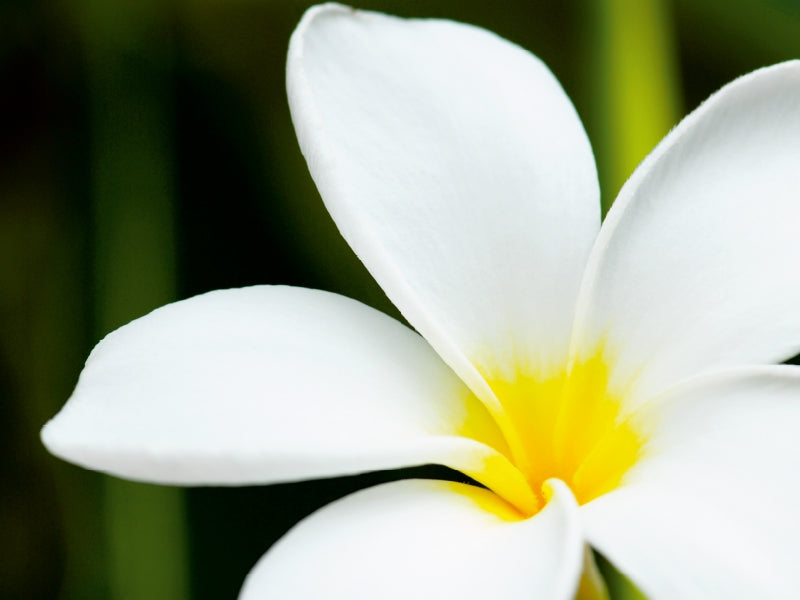 Frangipani Plumeria Obtusa 1000 Teile Puzzle quer - CALVENDO Foto-Puzzle'