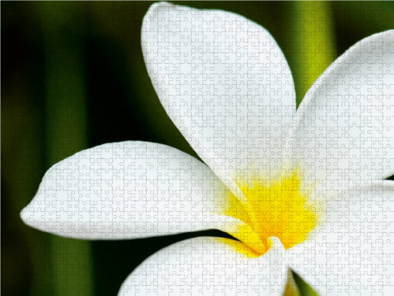 Frangipani Plumeria Obtusa 1000 Teile Puzzle quer - CALVENDO Foto-Puzzle'