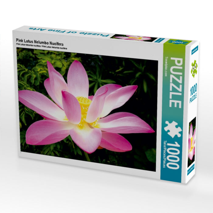Pink Lotus Nelumbo Nucifera 1000 Teile Puzzle quer - CALVENDO Foto-Puzzle'