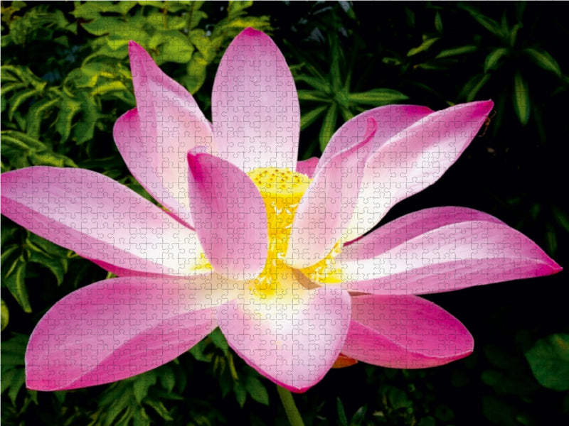 Pink Lotus Nelumbo Nucifera 1000 Teile Puzzle quer - CALVENDO Foto-Puzzle'