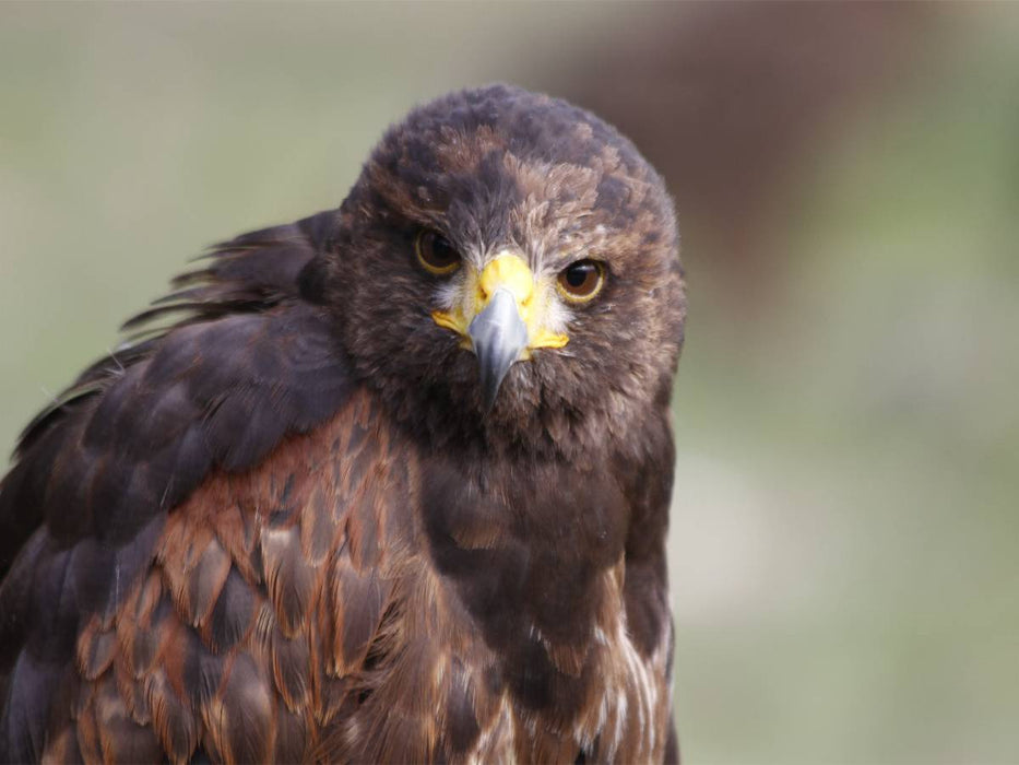 Wüstenbussard - CALVENDO Foto-Puzzle'