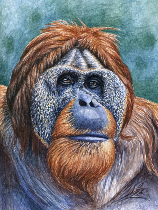 Orang Utan - CALVENDO Foto-Puzzle'