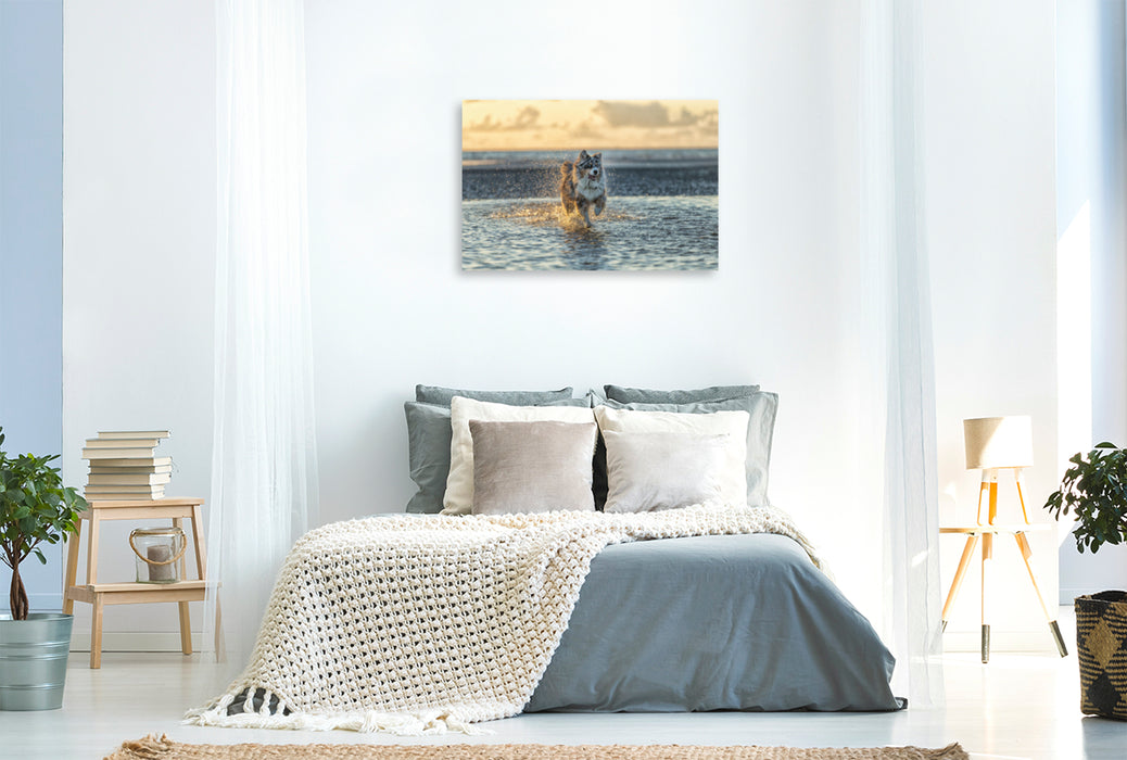 Premium Textil-Leinwand Premium Textil-Leinwand 120 cm x 80 cm quer Australian Shepherd badet in der Nordsee