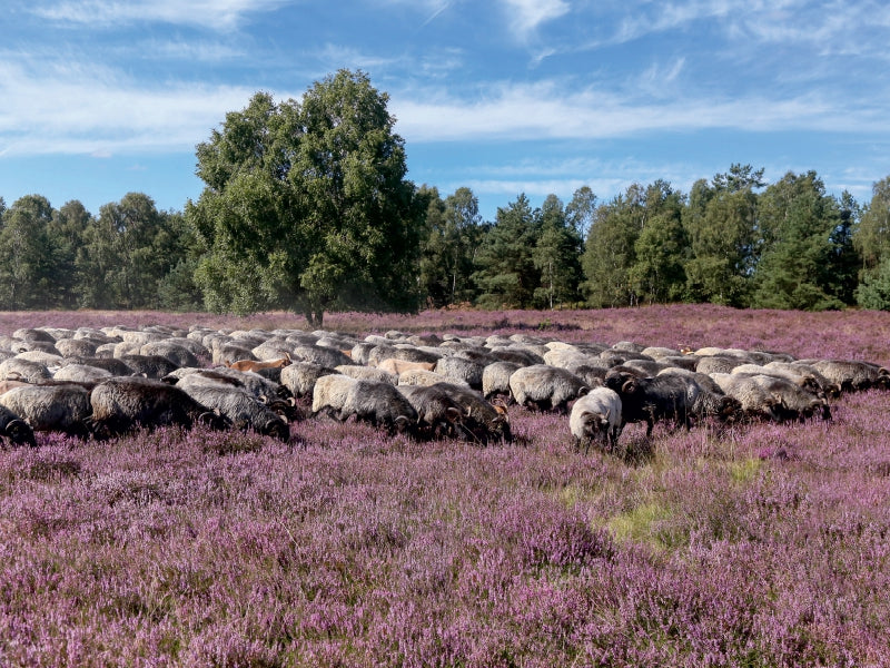 Heidschnuckenherde im Naturpark Höpen bei Schneverdingen 1000 Teile Puzzle quer - CALVENDO Foto-Puzzle'