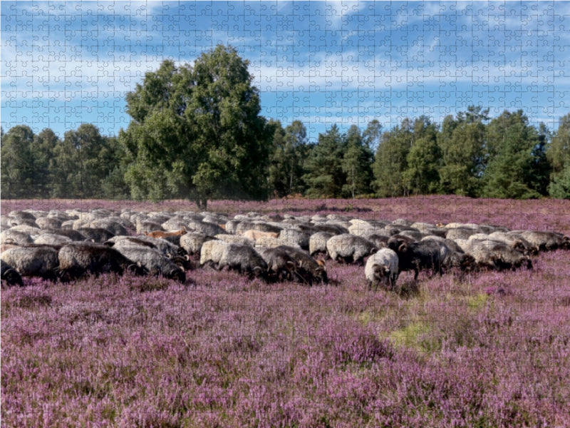 Heidschnuckenherde im Naturpark Höpen bei Schneverdingen 1000 Teile Puzzle quer - CALVENDO Foto-Puzzle'