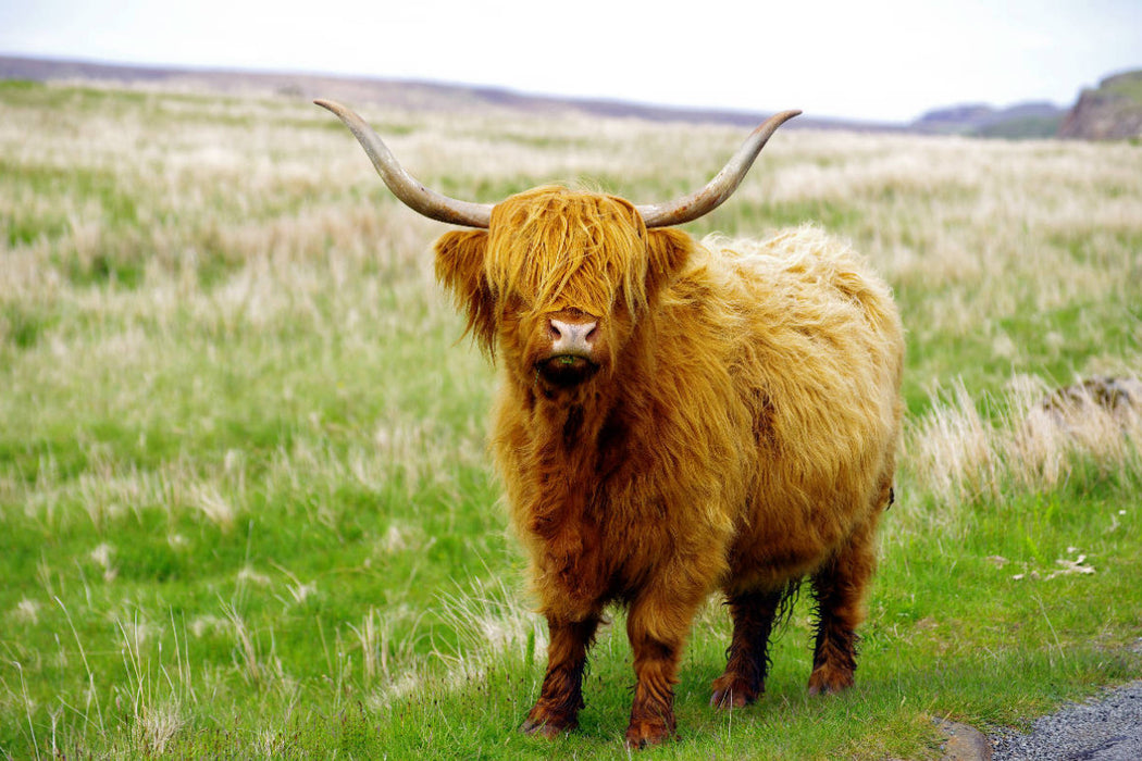 Premium Textil-Leinwand Ein echter Highlander